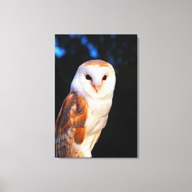 Toile Barn Owl 2 (Recto)