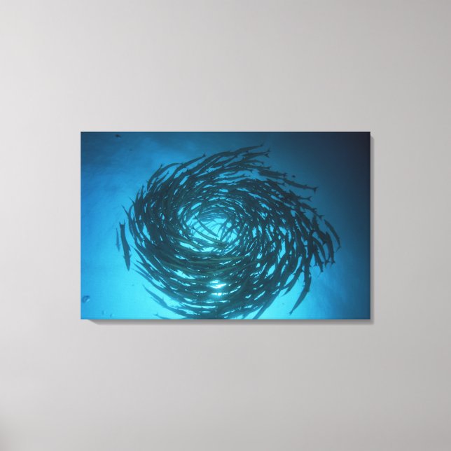 Toile Barracuda nageant en cercles (Recto)