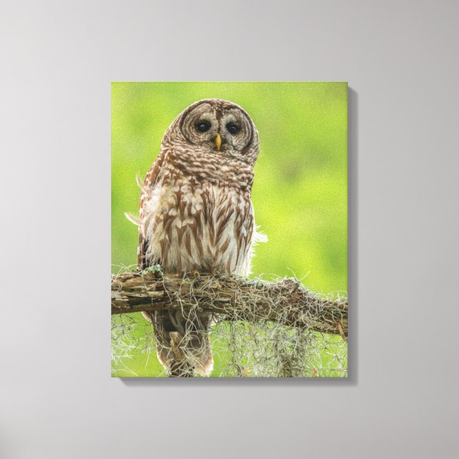 Toile Barred Owl On Tree Limb (Recto)