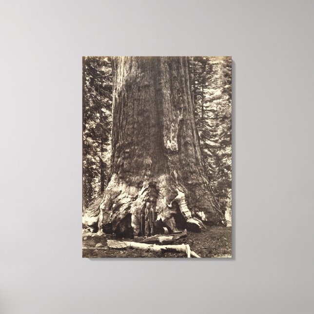 Toile Base du géant du Grizzly, du livre 'Le Yosemite (Recto)