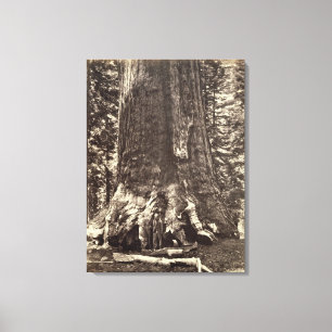 Toile Base du géant grisâtre, 'du livre de Yosemite