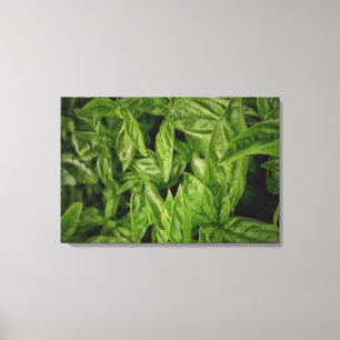 Toile Basil Fine Art