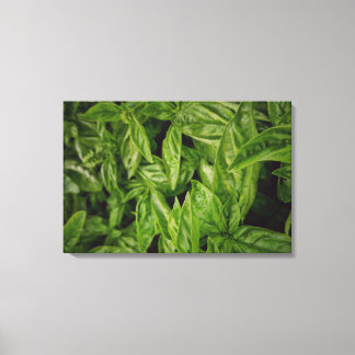 Toile Basil Fine Art