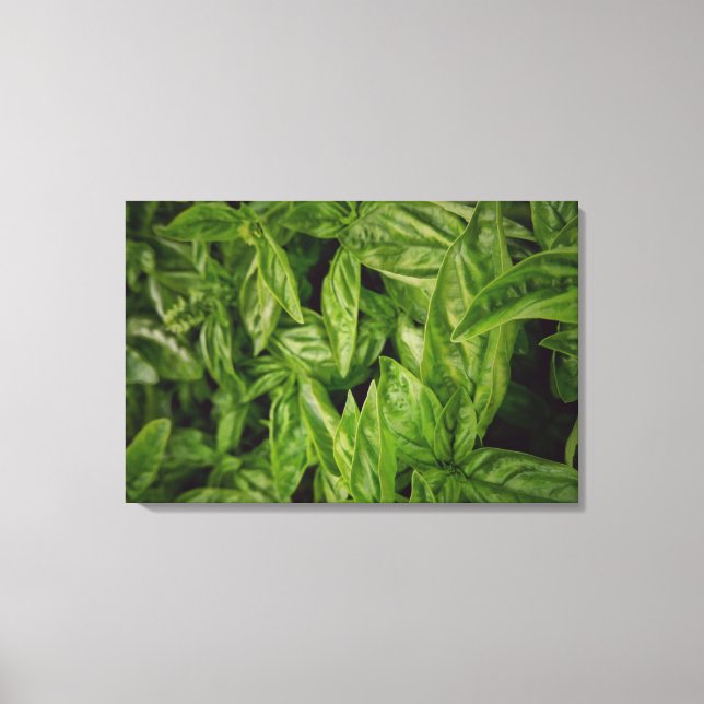 Toile Basil Fine Art (Recto)