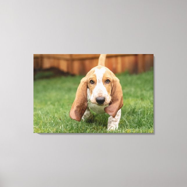 Toile Basset Hound chiot marchant (Recto)