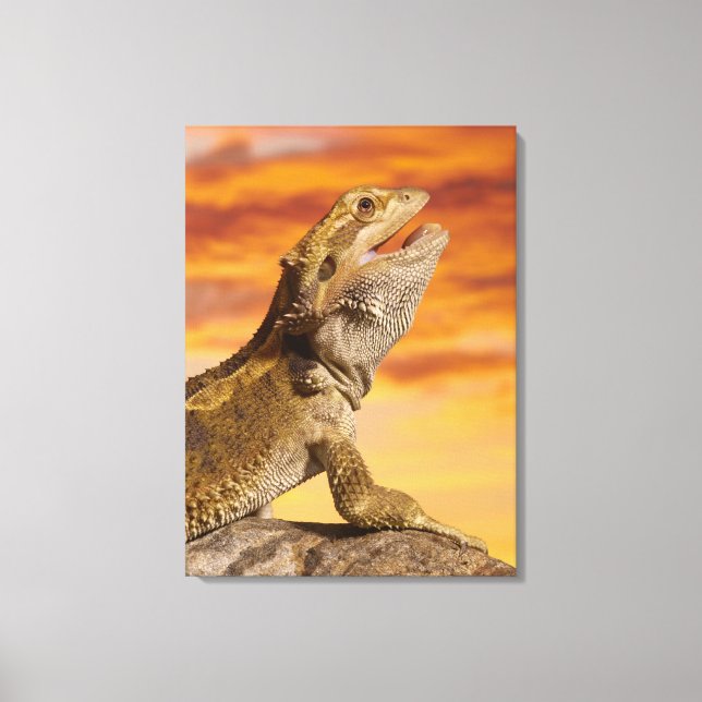 Toile Bearded dragon (Pogona Vitticeps) on rock (Recto)