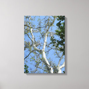 Toile Beau arbre simple et mur du ciel