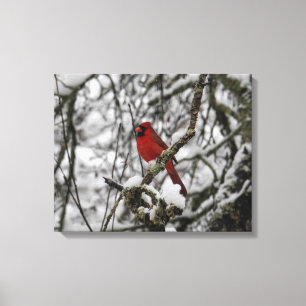 Toile Beau Cardinal Rouge dans un arbre à neige