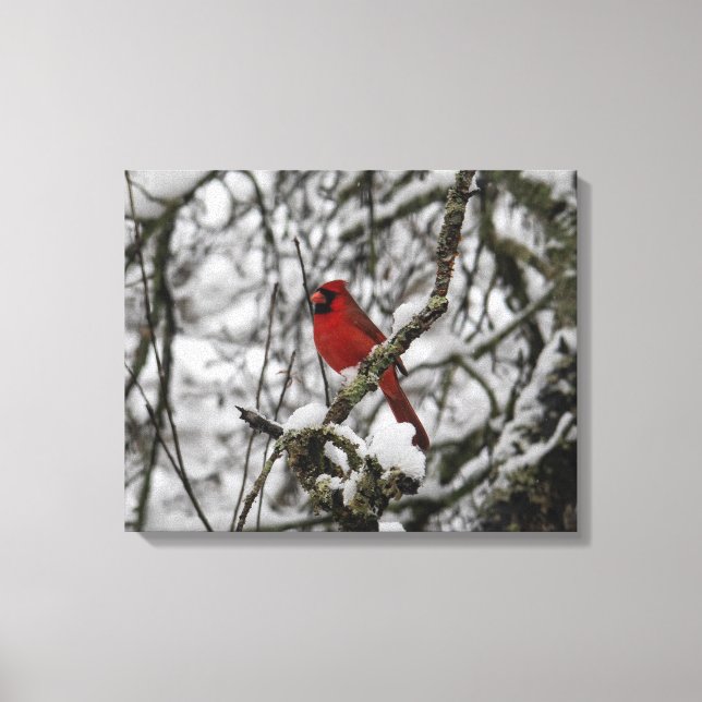 Toile Beau Cardinal Rouge dans un arbre à neige (Recto)