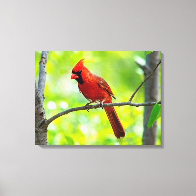 Toile Beau cardinal rouge vif dans un arbre (Recto)