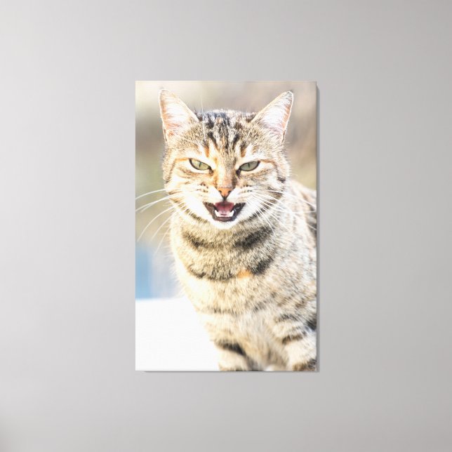 Toile Beau chat (Recto)