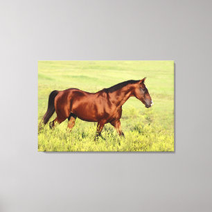 Toile Beau cheval de Bay