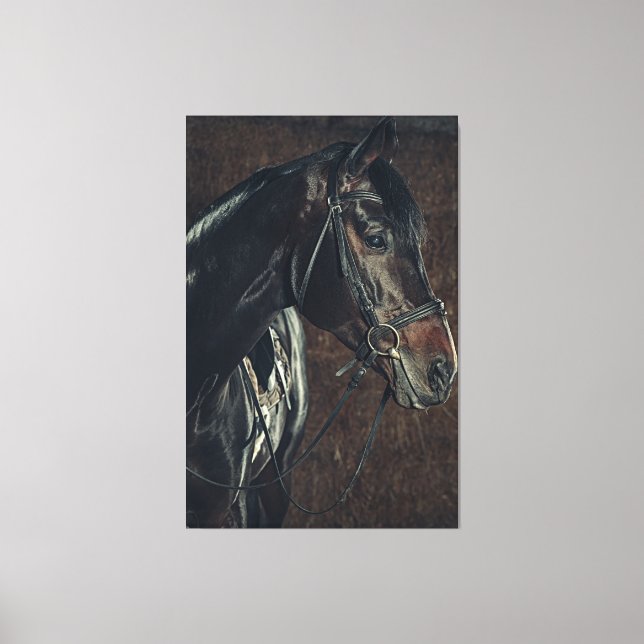 Toile Beau cheval noir Stallion (Recto)