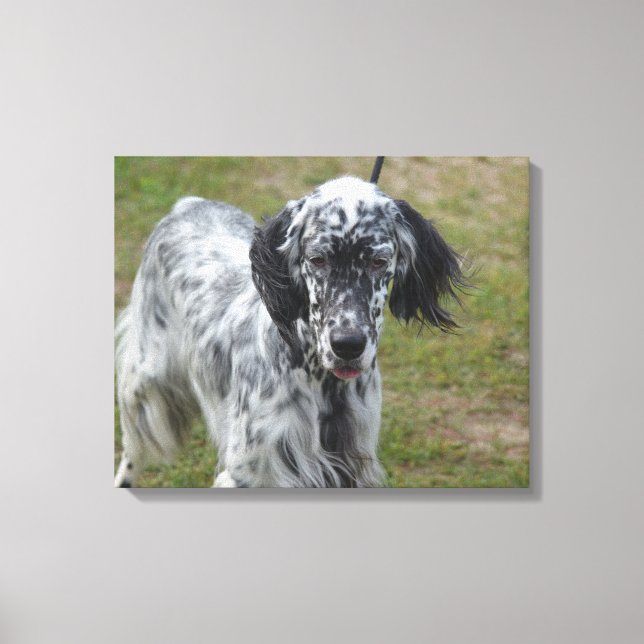Toile Beau chien anglais Setter (Recto)