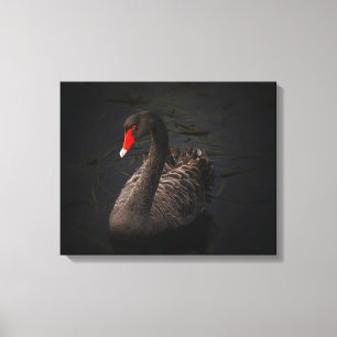 Toile Beau cygne noir avec un bec rouge vif