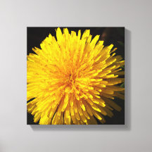 Beau Dandelion Jaune