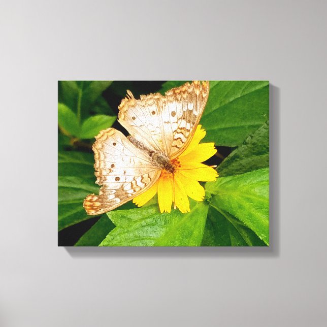 Toile beau papillon blanc moth fleur jaune (Recto)