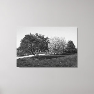 Toile Beau paysage avec des arbres en noir et blanc