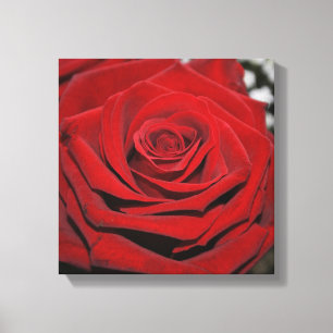 Toile Beau rose rouge