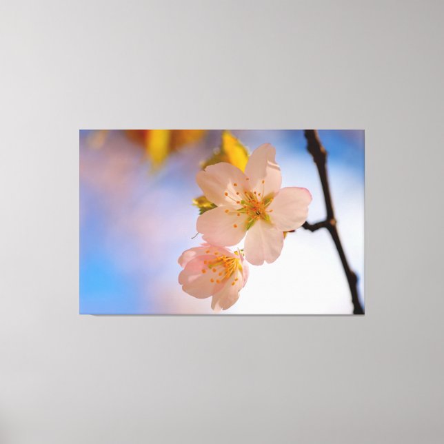 Toile Beauté à couper le souffle des fleurs de Sakura au (Recto)