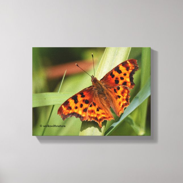 Toile Beautiful Orange Satyr Comma Butterfly (Recto)