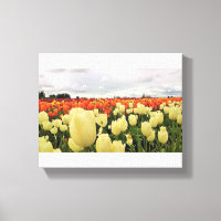 Beautiful Tulip Field