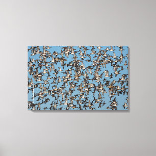 Toile Beaux canards d'hiver en vol