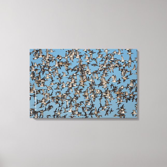 Toile Beaux canards d'hiver en vol (Recto)