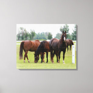 Toile Beaux Chevaux/Toile