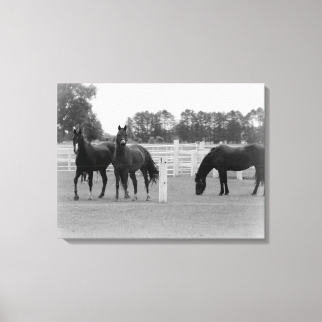 Toile Beaux Chevaux/Toile Wrap/Noir & Blanc (Recto)