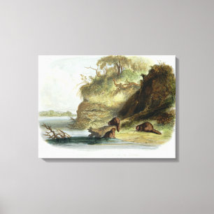 Toile Beaver la hutte sur le Missouri, plaquez 17 du