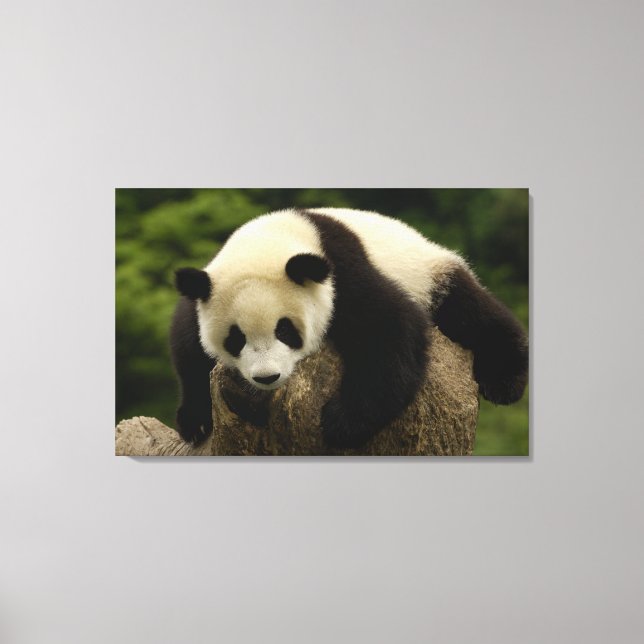 Toile Bébé panda géant (Ailuropoda melanoleuca) (Recto)
