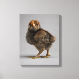 Toile Bébé poulet