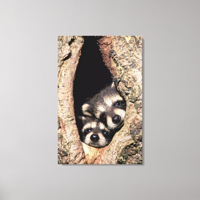 Toile Bébés ratons laveurs regardant hors d'un arbre (Recto)