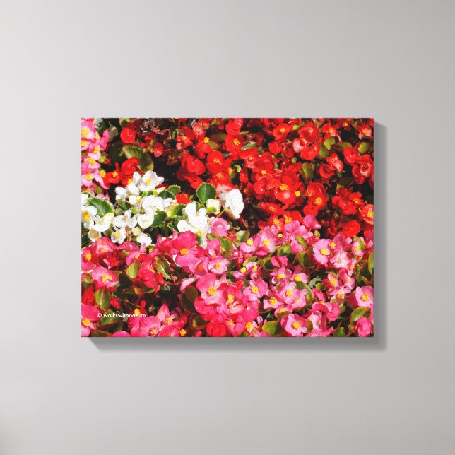 Toile Bégonias cireux colorés (Recto)