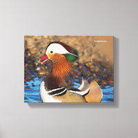 Belle Chatty Mandarin Canard à l'étang