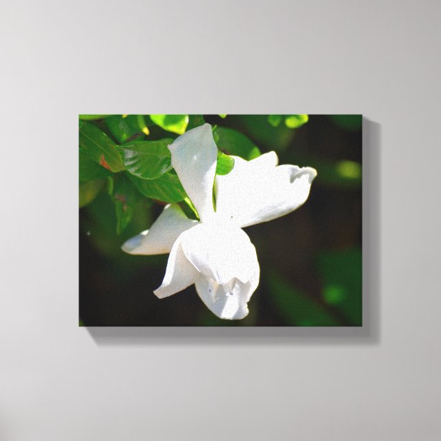 Toile Belle Fleur Gardenia (Recto)