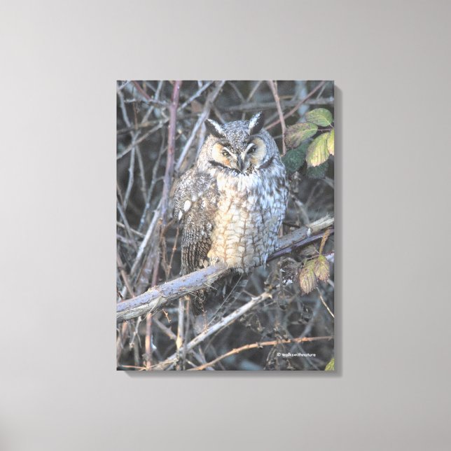 Toile Belle Hibou à Longues Oreilles au Coucher du Solei (Recto)