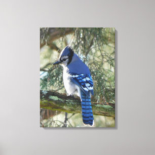 Toile Belle Jay Bleu