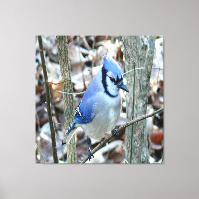 Toile Belle Jay Bleu (Recto)