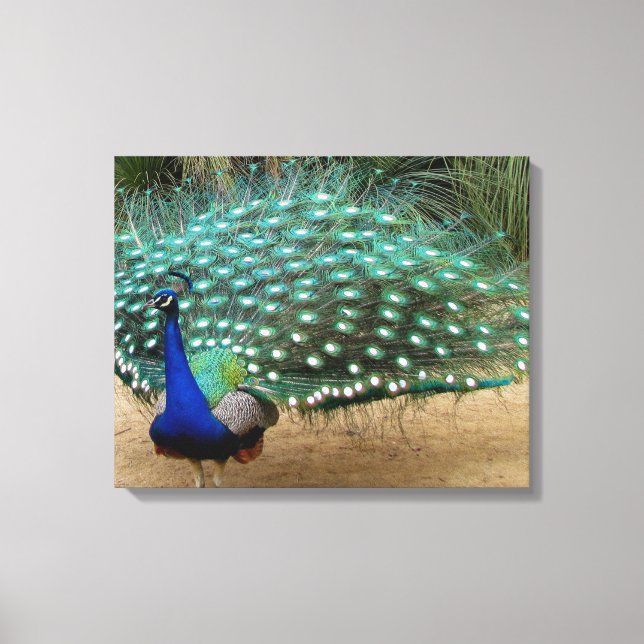 Toile Belle Peacock Stretched Canvas Imprimer (Recto)
