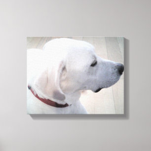 Toile Belle photo de White Labrador Mix Dog Profil