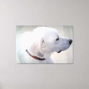 Toile Belle photo de White Labrador Mix Dog Profile 
