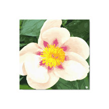 Belle poitrine crème et rose sur toile.