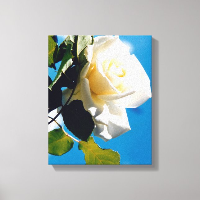 Toile Belle rose blanche (Recto)
