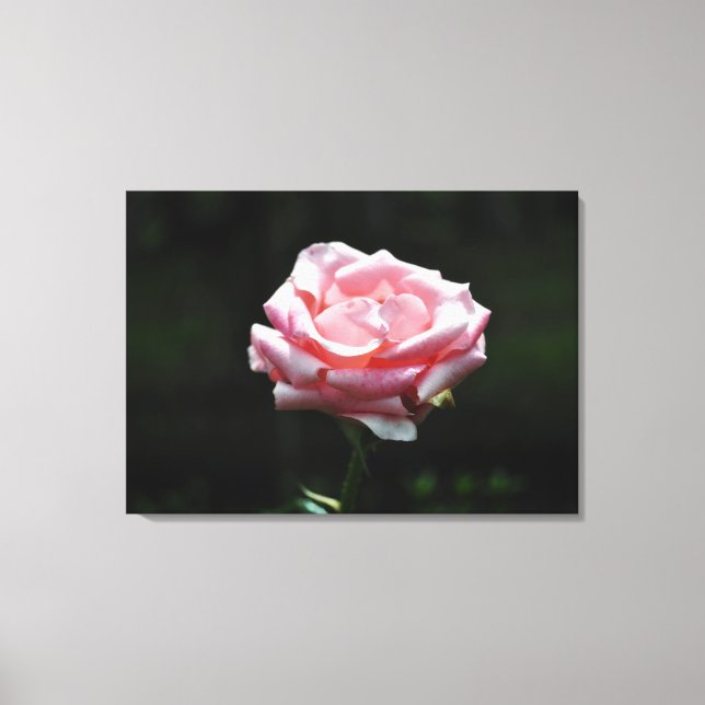 Toile Belle Rose rose Gros plan (Recto)
