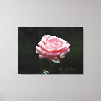 Toile Belle Rose rose Gros plan
