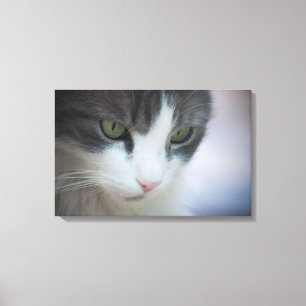 Toile Belle Tabby-et-Blanc Chat à regarder vers le bas