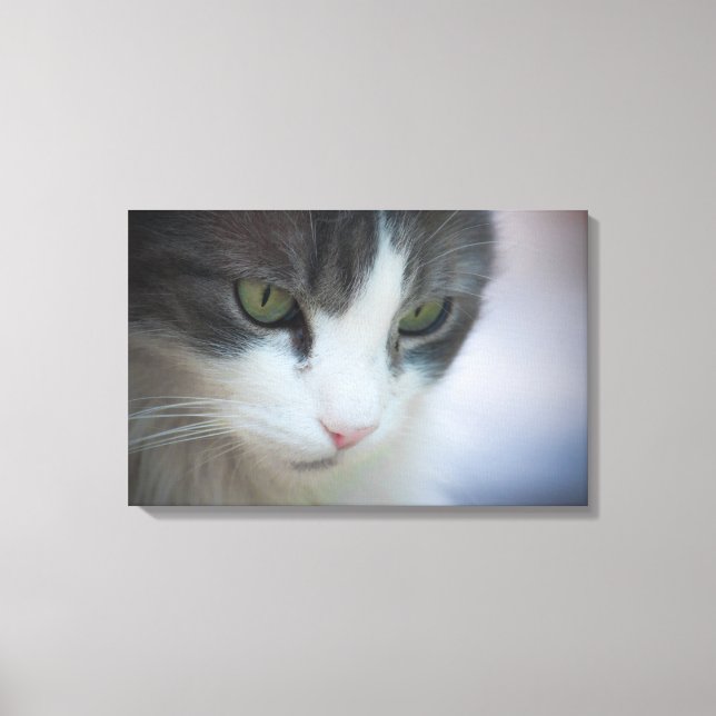 Toile Belle Tabby-et-Blanc Chat à regarder vers le bas (Recto)