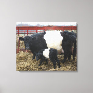 Toile Belle Vache Beltie et veau - Galloway Beltie